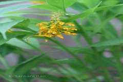 Globba schomburgkii